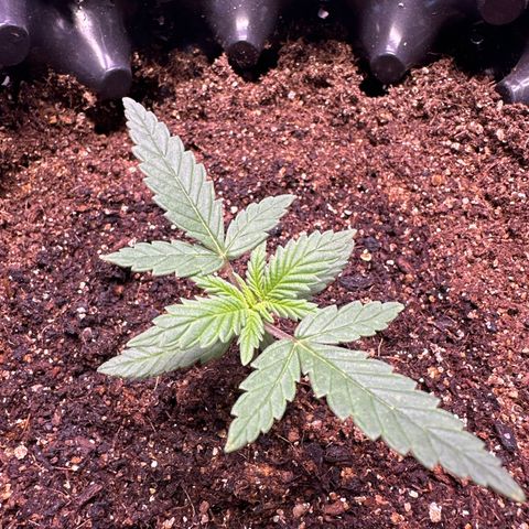 Prensado growlog timeline photo