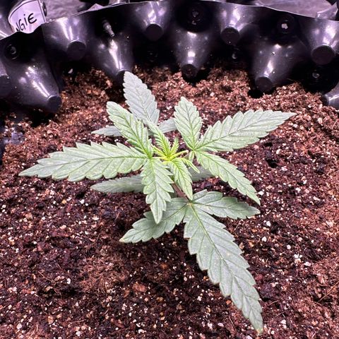 Prensado growlog timeline photo