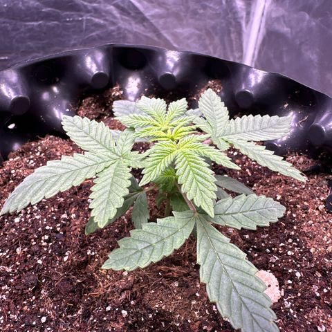 Tangie Crazy seeds growlog timeline photo