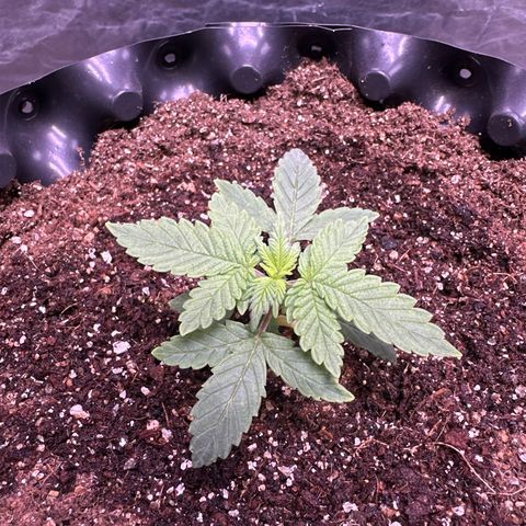 OG Kush Crazy Seeds growlog timeline photo