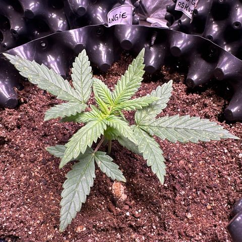 Prensado growlog timeline photo