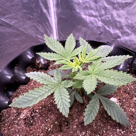 Tangie Crazy seeds growlog timeline photo