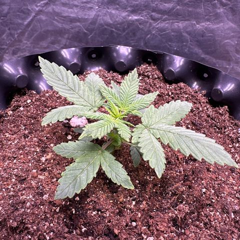 OG Kush Crazy Seeds growlog timeline photo