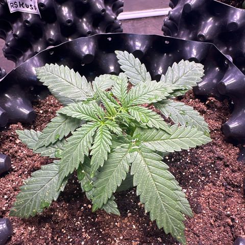 Prensado growlog timeline photo