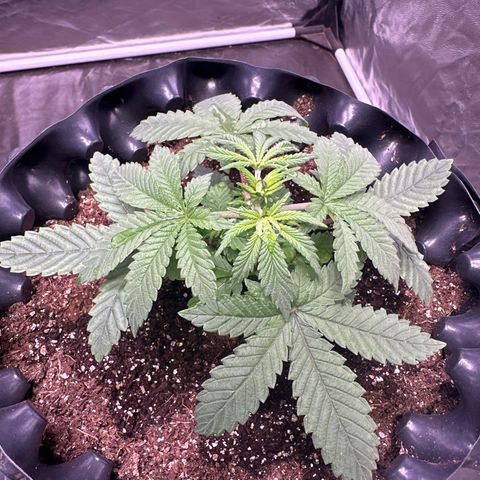 Tangie Crazy seeds growlog timeline photo