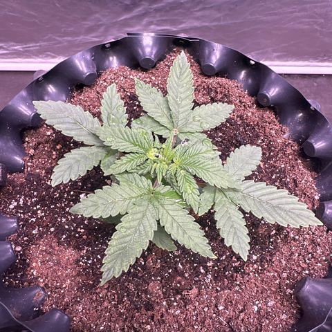 OG Kush Crazy Seeds growlog timeline photo