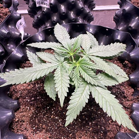 Prensado growlog timeline photo
