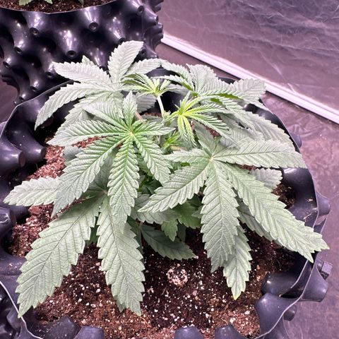 Tangie Crazy seeds growlog timeline photo