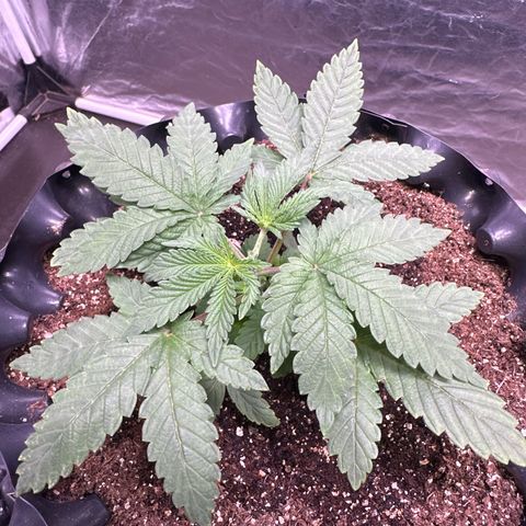 OG Kush Crazy Seeds growlog timeline photo