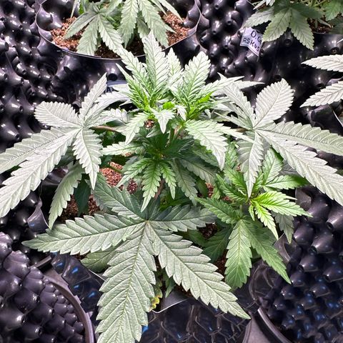Prensado growlog timeline photo