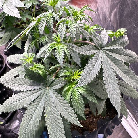 Tangie Crazy seeds growlog timeline photo