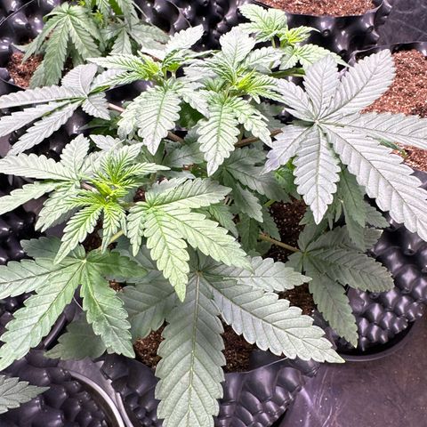 OG Kush Crazy Seeds growlog timeline photo