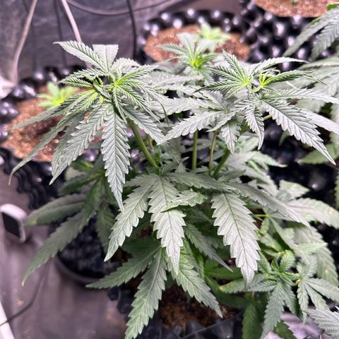 Prensado growlog timeline photo