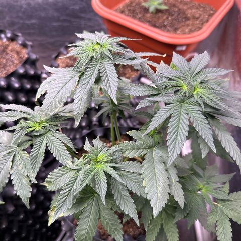 Tangie Crazy seeds growlog timeline photo