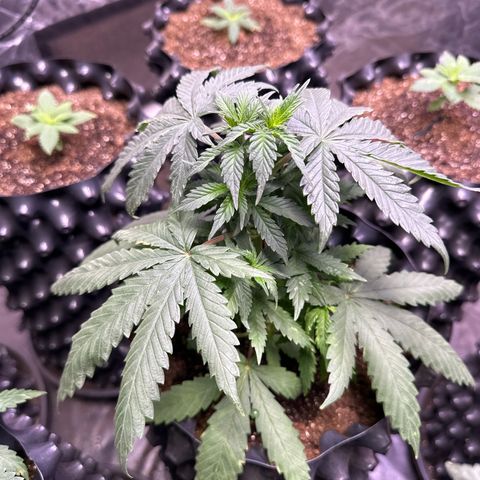 OG Kush Crazy Seeds growlog timeline photo