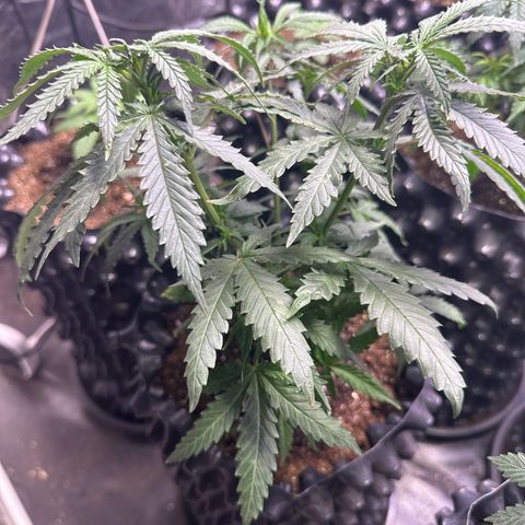 Prensado growlog timeline photo
