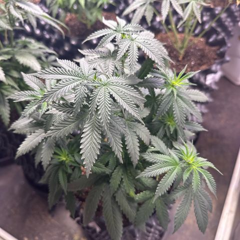 Tangie Crazy seeds growlog timeline photo