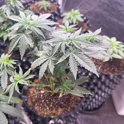 OG Kush Crazy Seeds growlog timeline photo