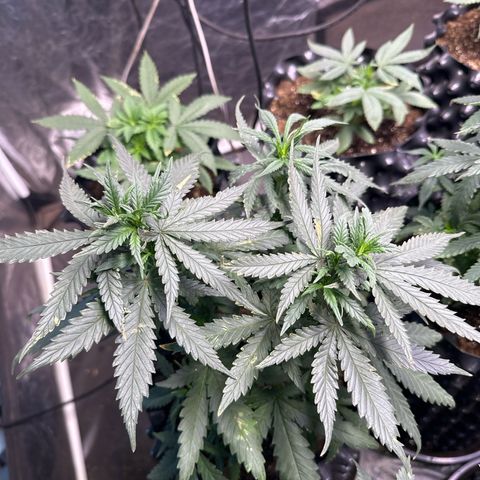 Prensado growlog timeline photo