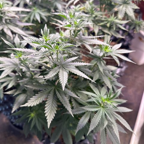 Tangie Crazy seeds growlog timeline photo
