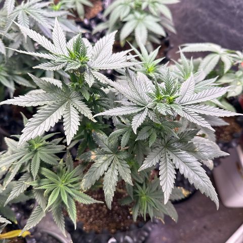 OG Kush Crazy Seeds growlog timeline photo