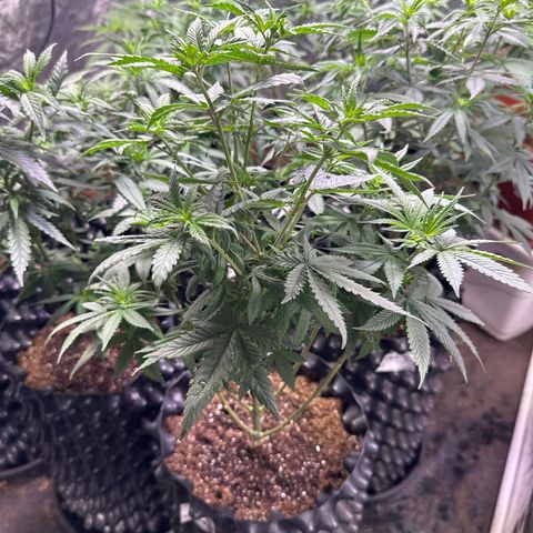 OG Kush Crazy Seeds growlog timeline photo