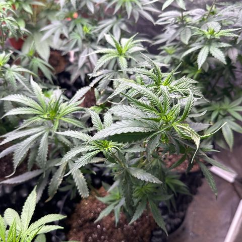 Prensado growlog timeline photo