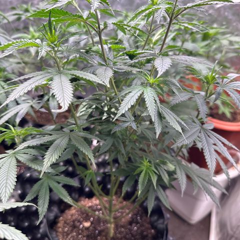 Tangie Crazy seeds growlog timeline photo