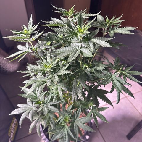 OG Kush Crazy Seeds growlog timeline photo