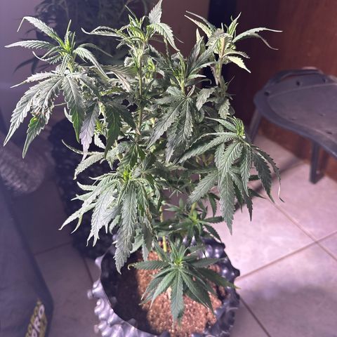 Prensado growlog timeline photo