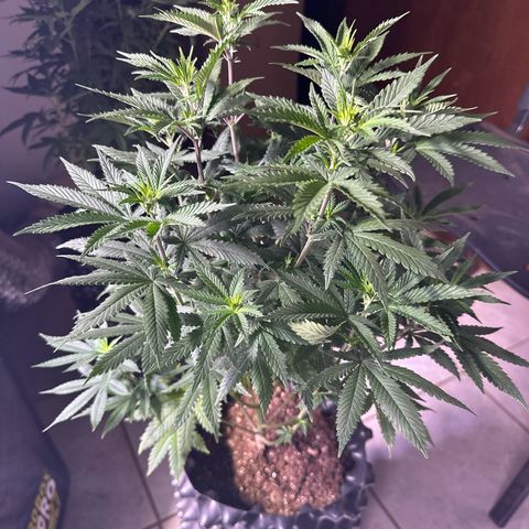 Tangie Crazy seeds growlog timeline photo