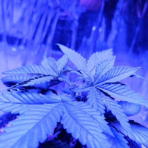 Tangerine cookies growlog photo: Primera poda apical