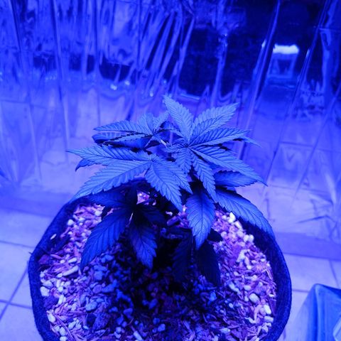 Tangerine cookies growlog photo: Primera poda apical