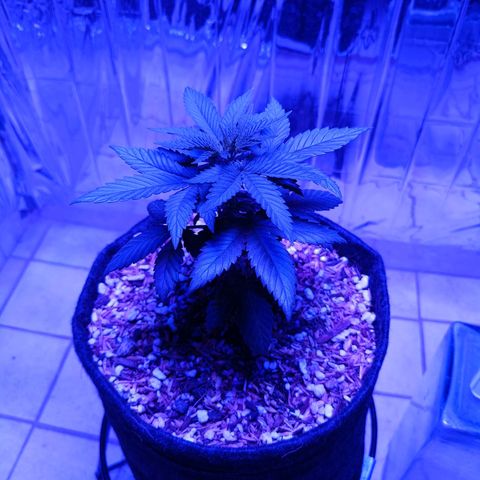 Tangerine cookies growlog photo: Primera poda apical