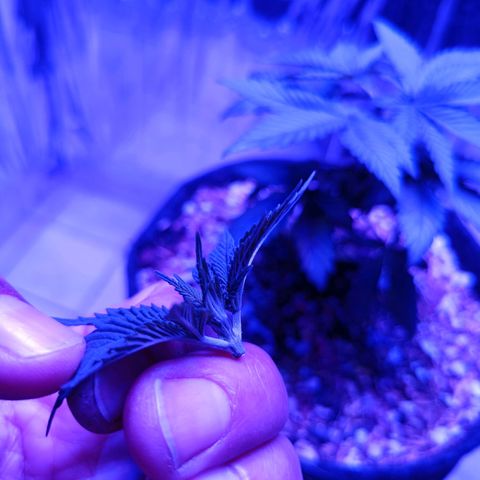 Tangerine cookies growlog photo: Primera poda apical