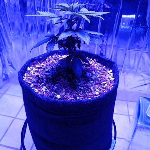 Tangerine cookies growlog photo: Primera poda apical