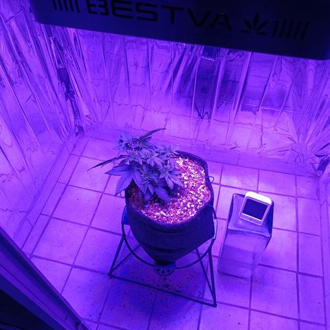 Tangerine cookies growlog timeline photo