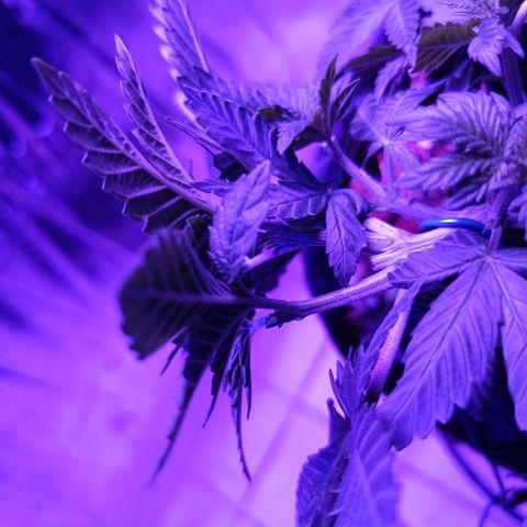 Tangerine cookies growlog timeline photo