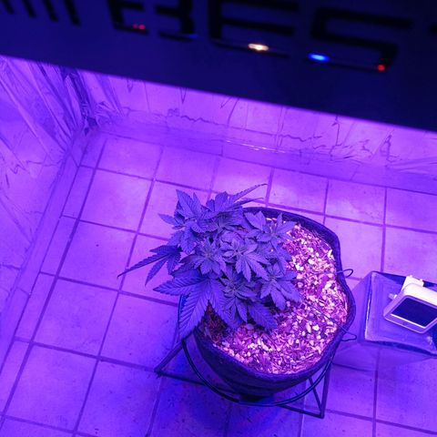 Tangerine cookies growlog timeline photo