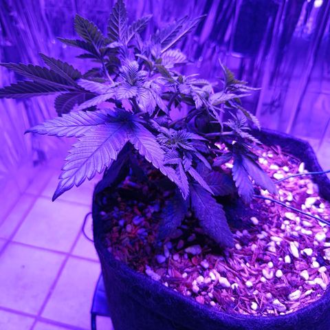Tangerine cookies growlog timeline photo