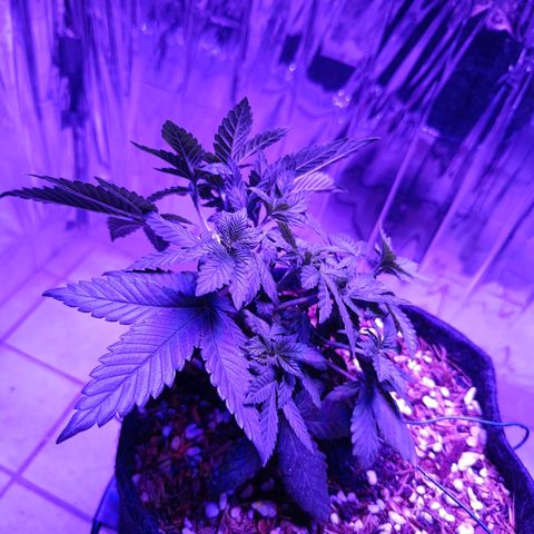Tangerine cookies growlog timeline photo