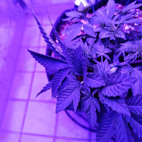 Tangerine cookies growlog timeline photo