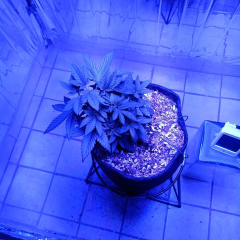 Tangerine cookies growlog timeline photo