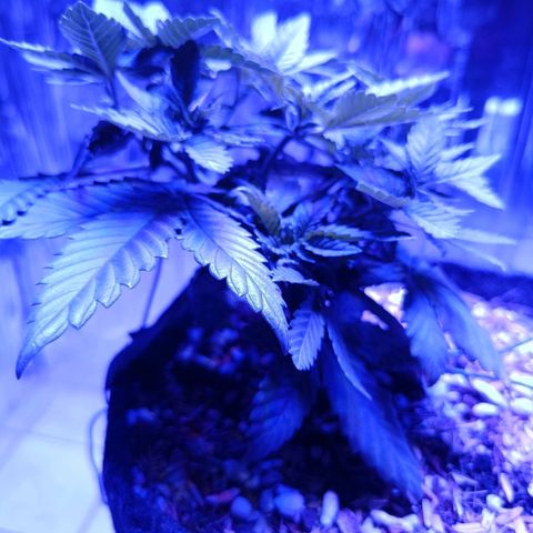 Tangerine cookies growlog timeline photo