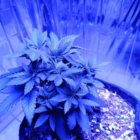 Tangerine cookies growlog timeline photo