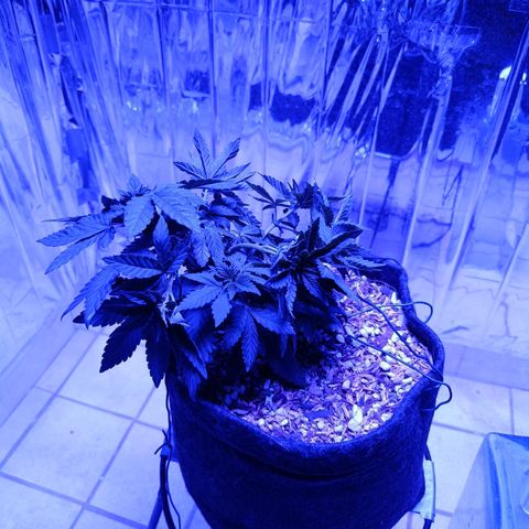Tangerine cookies growlog timeline photo