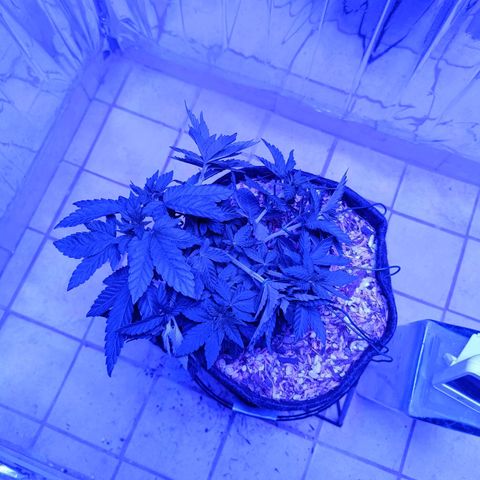 Tangerine cookies growlog timeline photo