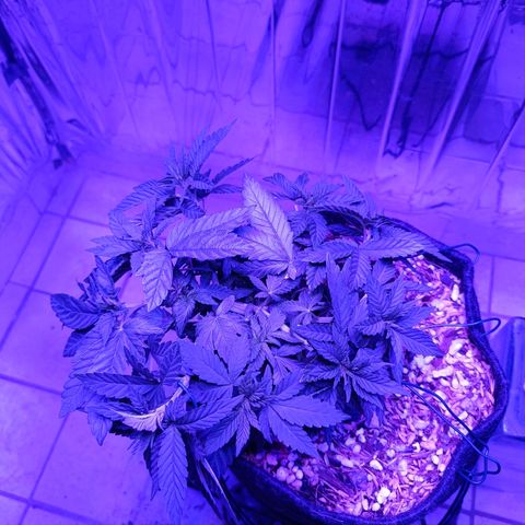 Tangerine cookies growlog timeline photo