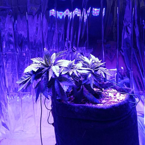 Tangerine cookies growlog timeline photo