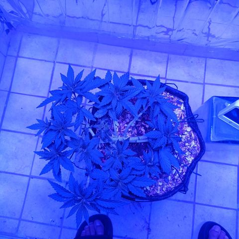 Tangerine cookies growlog timeline photo